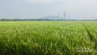 Gunung Pinang dari kejauhan