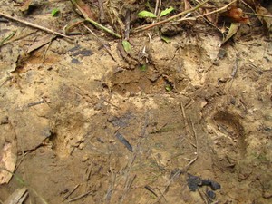 Cek Dulu Nih! Foto Tapak Kaki Badak Jawa