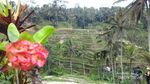 Ceking Terrace, Sisi Lain Bali yang Harus Kamu Datangi