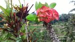 Ceking Terrace, Sisi Lain Bali yang Harus Kamu Datangi