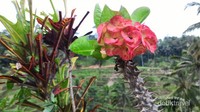 Menapaki Hijaunya Sawah di Ceking Terrace Tegallalang Bali