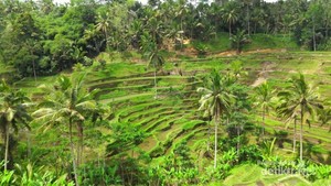 Ceking Terrace, Sisi Lain Bali yang Harus Kamu Datangi