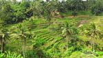 Ceking Terrace, Sisi Lain Bali yang Harus Kamu Datangi