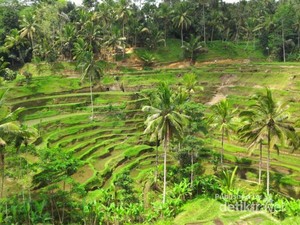 Ceking Terrace, Sisi Lain Bali yang Harus Kamu Datangi