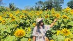 Cerah & Indah Taman Bunga Matahari di Kupang