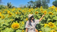 Hamparan bunga matahari ini dijamin bisa mengusir rasa penat disela aktivitas kalian yang begitu padat.