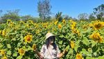 Cerah & Indah Taman Bunga Matahari di Kupang