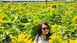 Cerah & Indah Taman Bunga Matahari di Kupang