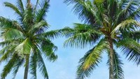 Lagooi Bay