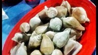 Siput Gonggong