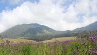 Si ungu yang sering dikira bunga lavender