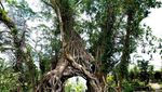 Cerita Magis dari Terowongan Pohon di Bali