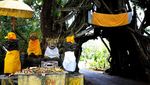 Cerita Magis dari Terowongan Pohon di Bali