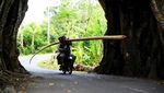 Cerita Magis dari Terowongan Pohon di Bali