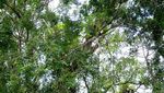 Cerita Magis dari Terowongan Pohon di Bali