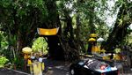 Cerita Magis dari Terowongan Pohon di Bali