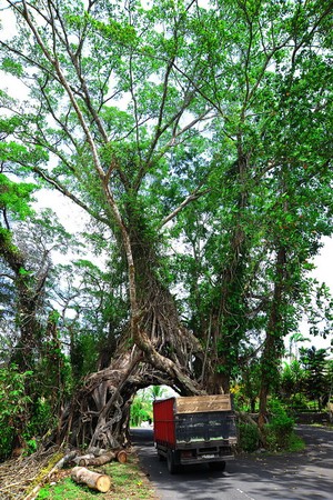 Cerita Magis dari Terowongan Pohon di Bali
