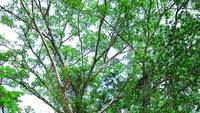 Bunut Bolong seperti terowongan dari pohon