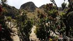 Cerita Pendakian Gunung Sumbing Lewat Jalur Kaliangkrik