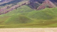 Bukit Teletubbies yang kembali menghijau