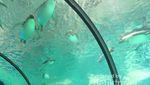 Chimelong Ocean Kingdom, Akuarium Terbesar di Dunia