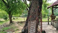 Pohon tempat menyiksa perempuan dan anak-anak