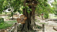 Pohon yang menjadi tempat menggantung speaker, yang dipasang lagu dengan volume sangat keras. Tujuannya untuk meredam suara jeritan korban yang disiksa