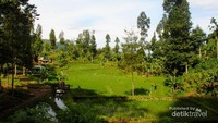 Hijaunya pemandangan alam sekitar curug