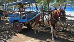 Cidomo, Kereta Kuda Ala Lombok