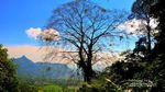 Ciherang, Primadona dari Bogor