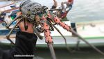 Cinta Pandangan Pertama dengan Pulau Pongok