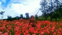 Saat mekar, pemandangannya begitu indah.