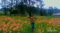 Bunga ini tidak ditanam, melainkan tumbuh secara liar.