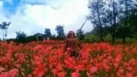 Bagaimana, apakah kalian tertarik berkunjung kesini?