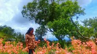 Mekarnya bunga gladiol di Timor Tengah Selatan