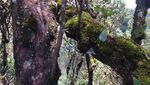 Coba Yuk, Mendaki Gunung Patuha di Bandung