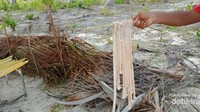 Cacing laut yang sudah ditangkap dan dibersihkan siap untuk diasap