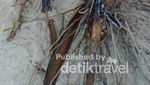 Cobain Nih Wisata Kuliner Ekstrem Papua, Insonem