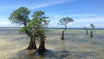 Cuma Ada di Sumba, Pohon Menari