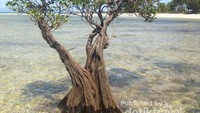 Bentuk Unik dari tanaman Mangrove