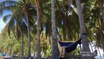 Cuma Ada di Sumba, Pohon Menari
