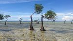 Cuma Ada di Sumba, Pohon Menari