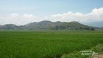 Cuma di Indonesia! Formasi Sawah Berbentuk Sarang Laba-laba