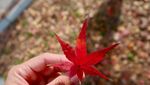 Cuma di Jepang, Daun Gugur Jadi Cantik Sekali