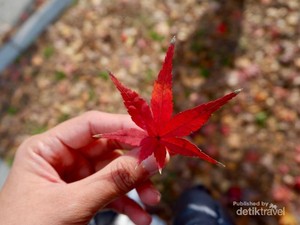 Cuma di Jepang, Daun Gugur Jadi Cantik Sekali