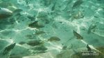 Cuma di Klaten! Snorkeling Tapi Bukan di Laut