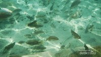 Aneka ikan yang berenang bebas di Umbul Ponggok