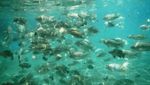 Cuma di Klaten! Snorkeling Tapi Bukan di Laut