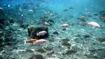 Cuma di Klaten! Snorkeling Tapi Bukan di Laut