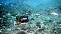 Ikan yang berwarna-warni